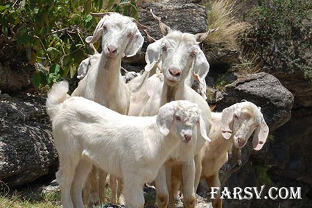 مصاحبه جالب با چوپان دروغگو (طنز) مصاحبه جالب با چوپان دروغگو (طنز)