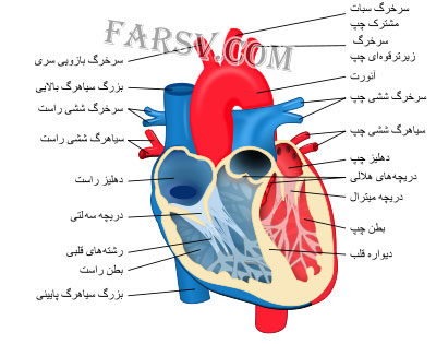 دانستنی ها و معجزه هایی از قلب! معجزه قلب