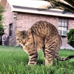 رفتارهای جالب حیوانات