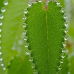تصاویر خنده دار و دیدنی