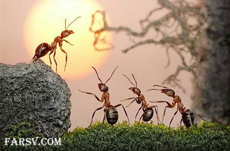 لحظه به دنیا آمدن مورچه