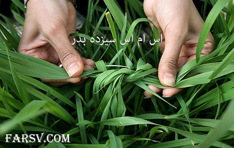 جدیدترین پیامک های خنده دار سیزده بدر 1392 پیامک های خنده دار سیزده بدر