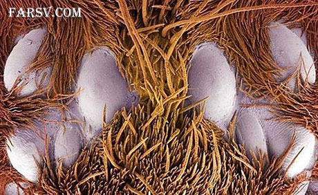 تصاویری از موجودات عجیب که فقط با میکروسکوپ می توان دید! چشم عنکبوت