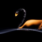 تصاویری زیبا و دیدنی از هنرنمایی با چوب کبریت های سوخته هنرنمایی با چوب کبریت سوخته