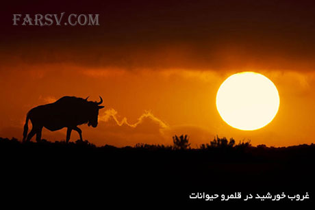 تصاویر بسیار زیبا از غروب خورشید در قلمرو حیوانات غروب خورشید در قلمرو حیوانات