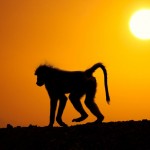 غروب خورشید در قلمرو حیوانات