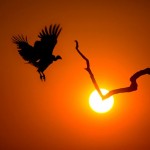 غروب خورشید در قلمرو حیوانات