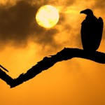 غروب خورشید در قلمرو حیوانات