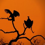 غروب خورشید در قلمرو حیوانات