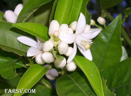چای بهار نارنج
