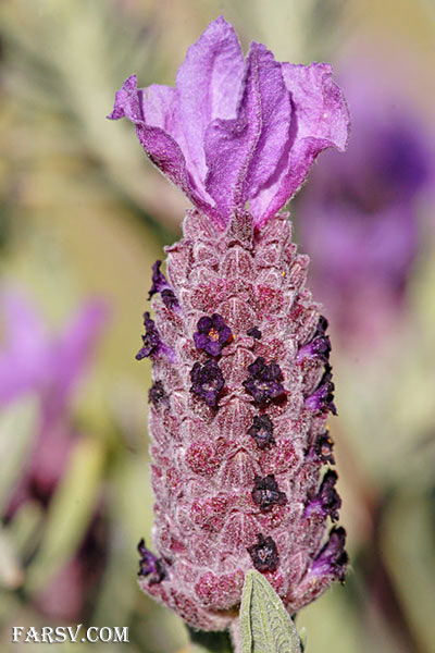 چای اسطو خودوس