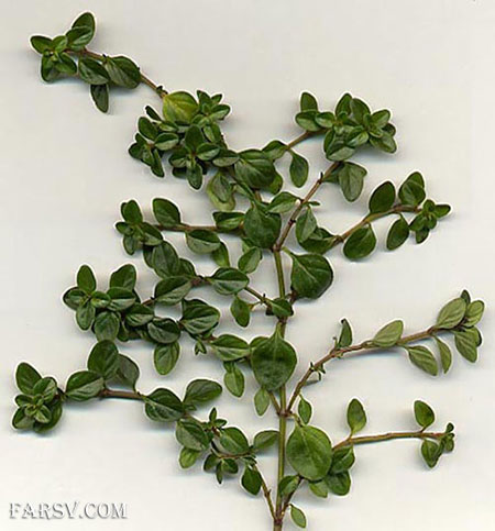 چای آویش