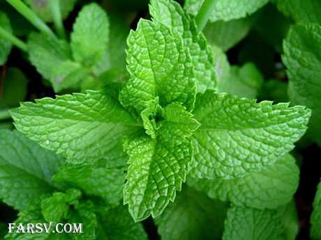 چای نعنا یا پونه
