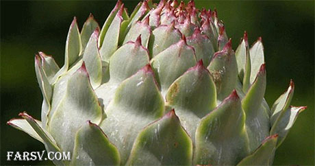 کنگر فرنگی