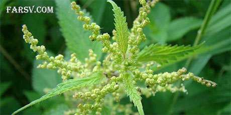 خواص گیاهان دارویی