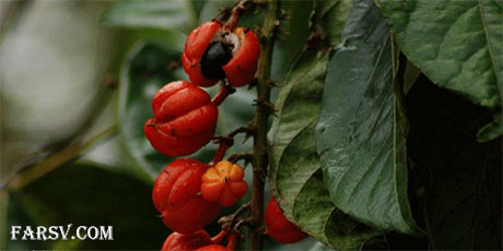 خواص گیاهان دارویی