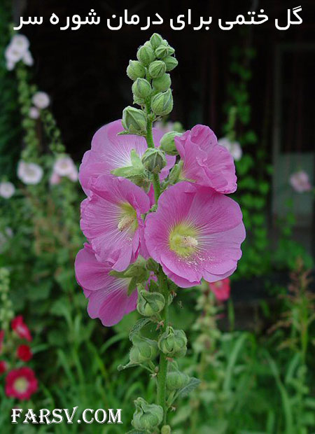 خواص درمانی گل ختمی برای رفع شوره سر