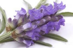 خواص و فواید درمانی گیاه اسطوخودوس
