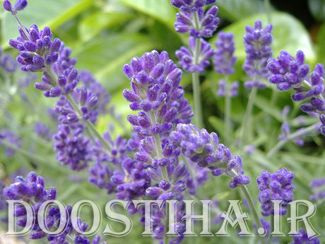 خواص و فواید درمانی گیاه اسطوخودوس