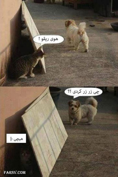 مجموعه عکس های خنده دار و بامزه + شرح! عکس های خنده دار