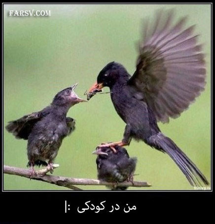 مجموعه عکس های خنده دار و بامزه + شرح! عکس های خنده دار