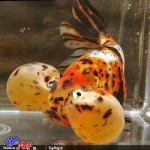 عکس های جالب و دیدنی از ماهی چشم بادکنکی! ماهی چشم بادکنکی Puffer Fish