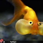 عکس های جالب و دیدنی از ماهی چشم بادکنکی! ماهی چشم بادکنکی Puffer Fish