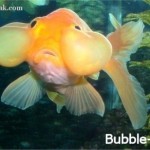 عکس های جالب و دیدنی از ماهی چشم بادکنکی! ماهی چشم بادکنکی Puffer Fish