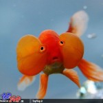 عکس های جالب و دیدنی از ماهی چشم بادکنکی! ماهی چشم بادکنکی Puffer Fish