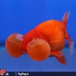 عکس های جالب و دیدنی از ماهی چشم بادکنکی! ماهی چشم بادکنکی Puffer Fish
