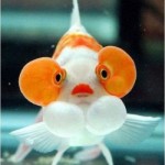 عکس های جالب و دیدنی از ماهی چشم بادکنکی! ماهی چشم بادکنکی Puffer Fish
