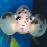 عکس های جالب و دیدنی از ماهی چشم بادکنکی! ماهی چشم بادکنکی Puffer Fish