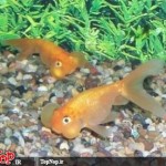 عکس های جالب و دیدنی از ماهی چشم بادکنکی! ماهی چشم بادکنکی Puffer Fish