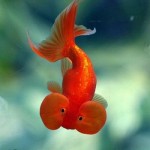 عکس های جالب و دیدنی از ماهی چشم بادکنکی! ماهی چشم بادکنکی Puffer Fish