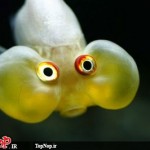 عکس های جالب و دیدنی از ماهی چشم بادکنکی! ماهی چشم بادکنکی Puffer Fish