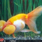 عکس های جالب و دیدنی از ماهی چشم بادکنکی! ماهی چشم بادکنکی Puffer Fish