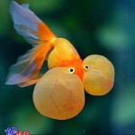 عکس های جالب و دیدنی از ماهی چشم بادکنکی! ماهی چشم بادکنکی Puffer Fish