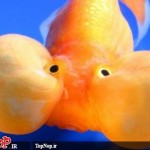 عکس های جالب و دیدنی از ماهی چشم بادکنکی! ماهی چشم بادکنکی Puffer Fish