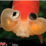 عکس های جالب و دیدنی از ماهی چشم بادکنکی! ماهی چشم بادکنکی Puffer Fish