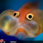 عکس های جالب و دیدنی از ماهی چشم بادکنکی! ماهی چشم بادکنکی Puffer Fish