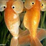 عکس های جالب و دیدنی از ماهی چشم بادکنکی! ماهی چشم بادکنکی Puffer Fish