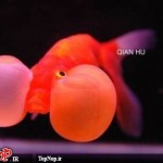 عکس های جالب و دیدنی از ماهی چشم بادکنکی! ماهی چشم بادکنکی Puffer Fish
