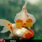 عکس های جالب و دیدنی از ماهی چشم بادکنکی! ماهی چشم بادکنکی Puffer Fish