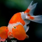 عکس های جالب و دیدنی از ماهی چشم بادکنکی! ماهی چشم بادکنکی Puffer Fish
