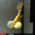 عکس های جالب و دیدنی از ماهی چشم بادکنکی! ماهی چشم بادکنکی Puffer Fish