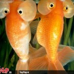 عکس های جالب و دیدنی از ماهی چشم بادکنکی! ماهی چشم بادکنکی Puffer Fish