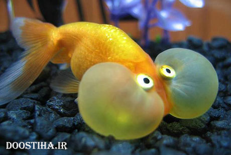 عکس های جالب و دیدنی از ماهی چشم بادکنکی! ماهی چشم بادکنکی Puffer Fish