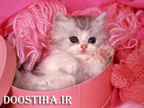تفاوت های بینایی انسان و گربه