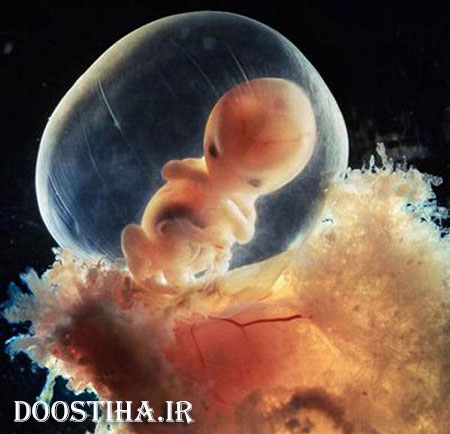 تصاویر دیدنی از لحظه لقاح تا نوزاد
