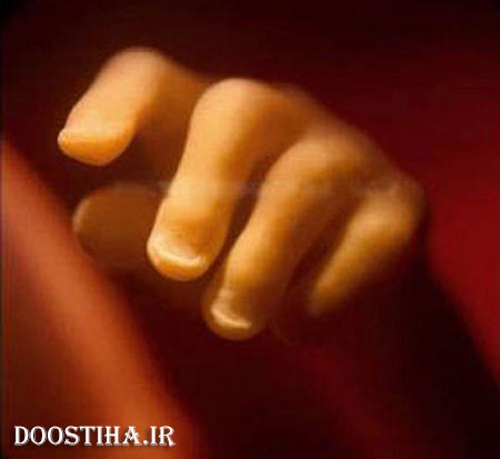 تصاویر دیدنی از لحظه لقاح تا نوزاد